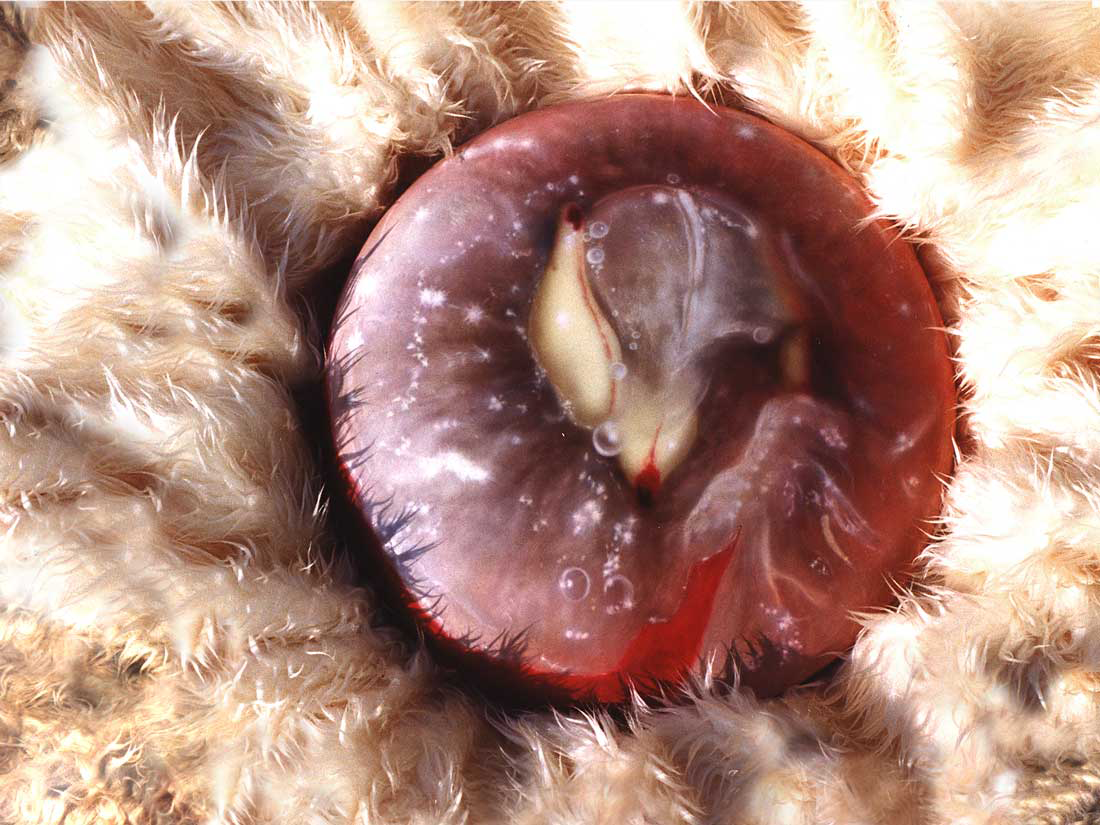 Darlingtonia 02 Kopieren.png