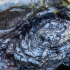 Sleeping Tree Sonja Feldmeier 02.jpg