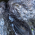 Sleeping Tree Sonja Feldmeier 03.jpg